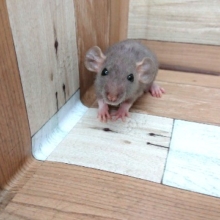 表情、豊かよーっ！スキニーラット