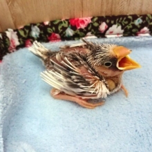 白文鳥！ヒナが来ましたよ～～