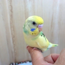 こっそり育てておりました。。セキセイインコ（4色ハルクィン）～