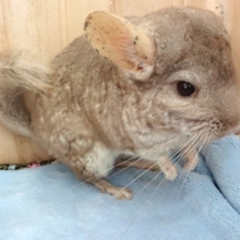 アメリカンチンチラ（シナモン）ふわふわでやってきました～～