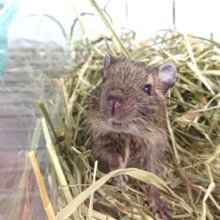 隠れるのがブーム？デグー(ノーマル)さんです☆