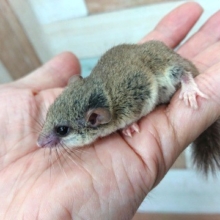 まってましたっ♪アフリカヤマネ、来ましたよー！