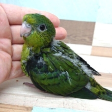 瞳、ｷﾚｲです☆サザナミインコ～