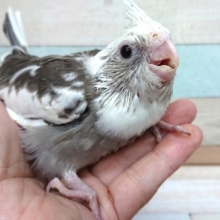 ようやくかな？？オカメインコ(ホワイトフェイスパイド)！！