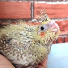 やってきました！オカメインコ（シナモンパール）～～