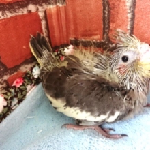 ちょっと得意気です（？？）オカメインコ（ノーマル）～