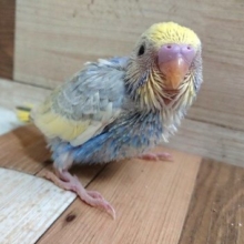 ちょっといいですかぁ？？セキセイインコ（パステルレインボーパイド）～～