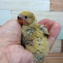 始めましてっ　コザクラインコ（シナモン）でｺﾞｻﾞｲﾏｽーーー