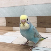 大人の階段登る〜♪セキセイインコヒナ(レインボー)★