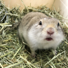触っても中々起きません！リチャードソンジリスくん★