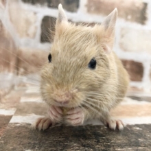 食いしん坊！！サンドデグーくん☆