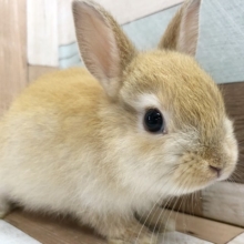 ペロペロ♪人気のネザーランドドワーフくん〜☆
