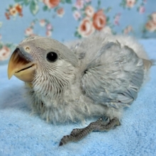 手乗りコザクラインコ  色変わり  9月15日