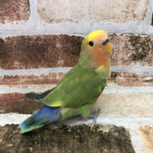 超ホヤホヤ最新画像☆モグって体に寄り添って寝ちゃう！？コザクラインコヒナ(タイガーチェリー)〜！
