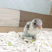 大人気のセキセイインコヒナ(ハルクイン)〜♡