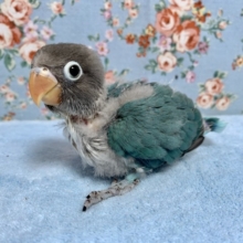 ボタンインコ  ブルー  ヒナ  9月13日