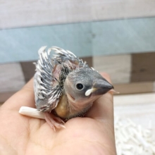 限定一羽だよ★シルバー文鳥〜！！
