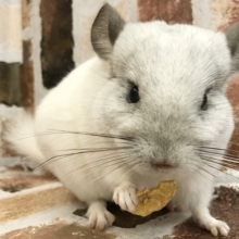 天使の可愛さ♡チンチラのパイドくん〜！