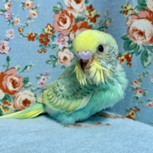 手乗りセキセイインコ  レインボー(グリーン系)スパングル  9月21日