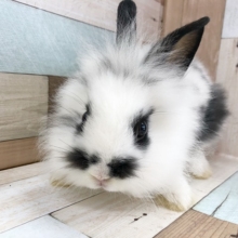 白黒の美人♡ライオンラビット〜！