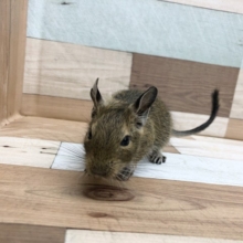 緊張が止まらない！デグーくん☆
