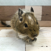 うっとり顔がたまらん！デグーパイドくん★