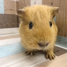 可愛いが止まらないモルモットちゃん〜♡