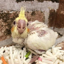 赤いほっぺが可愛い♥オカメインコヒナ(ルチノー)