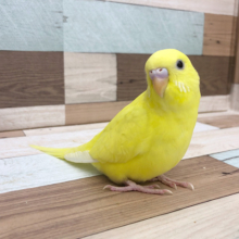ベタ馴れ！！ヒナ餌卒業してます。セキセイインコ(ダブルファクターイエロー)♪
