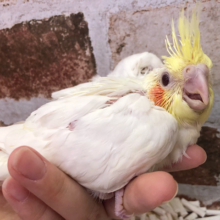 大人気★オカメインコヒナ(ルチノー)♪