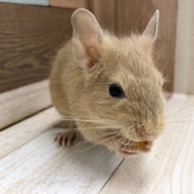 可愛いサンドデグーくん☆