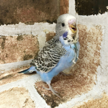 超ホヤホヤ最新画像♪ツンツンヘアーのジャンボセキセイインコ！