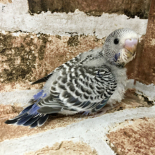 超ホヤホヤ最新画像★ほぼ綿毛!?なジャンボセキセイインコ！