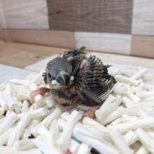 限定一羽だよ☆桜文鳥〜！！