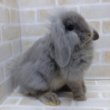 抱きしめたくなっちゃう～　ライオンロップイヤーラビット