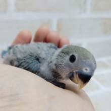 青き衣をまとった～　小桜インコ（ブルーチェリー）2020年09月27日