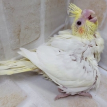 来ましたよ～　オカメインコ（ルチノー）2020年10月09日