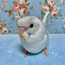 手乗りジャンボセキセイインコ　パイド　９月７日