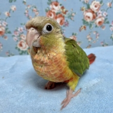 手乗りウロコインコ　パイナップル　９月１２日