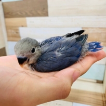 濃い青がステキ☆コザクラインコ(バイオレットファクター)