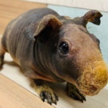 頭脳派？！スキニーギニアピッグちゃん♡
