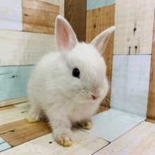 もぐもぐタイムが可愛すぎる♡ドワーフラビット!!