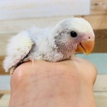 素敵カラー♪コザクラインコ(ブルーチェリーパイド)はいりました！