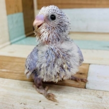 定番人気！セキセイインコ(スパングル)入舎！