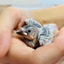 やってきました！シルバー文鳥さん☆