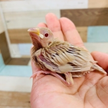 人気沸騰中！シナモン文鳥さん！