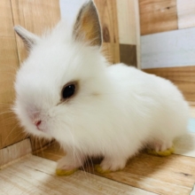 兄弟ミニウサギ♪(ドワーフ×ライオン)⑥