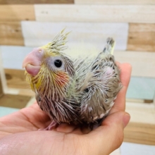 ほっぺが可愛い♡オカメインコ(シナモン)入舎♪