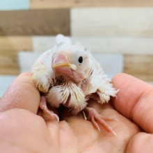 大人気！白文鳥さんが入舎！！