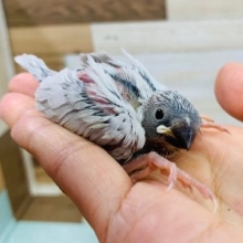 人気色！シルバー文鳥♪